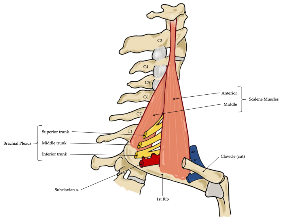 Brachial-Plexus-Anatomy