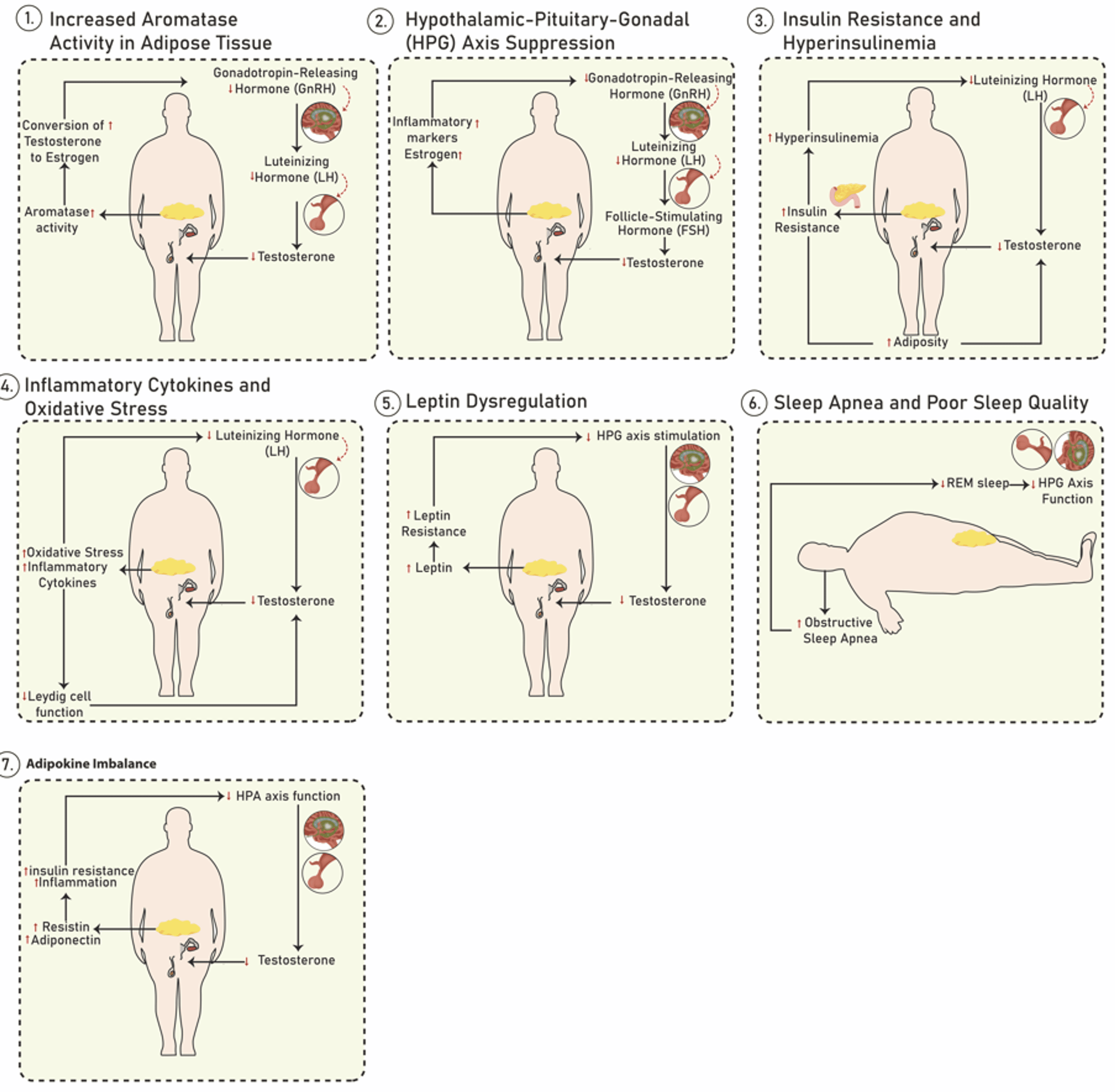 does glp 1 lower testosterone Impact of Weight Loss on Testosterone Levels: A Review of BMI and  Testosterone