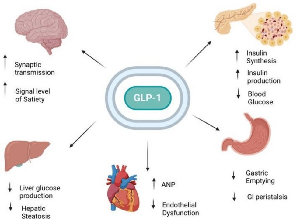 glp 1 agonist review article A Comprehensive Review of the Role of GLP-1 Agonists in Weight Management  and Their Effect on Metabolic Parameters Such as Blood Glucose,  Cholesterol, and Blood Pressure