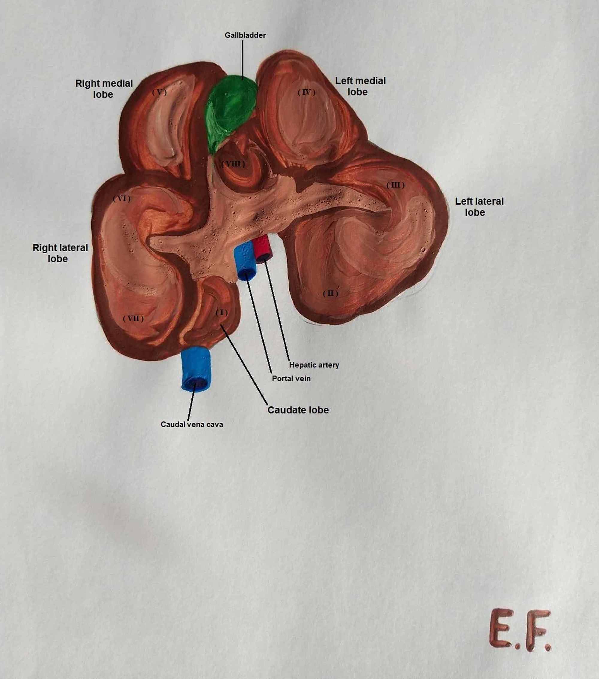 Liver Diagram - Human Liver Diagram High Res Stock Images Shutterstock