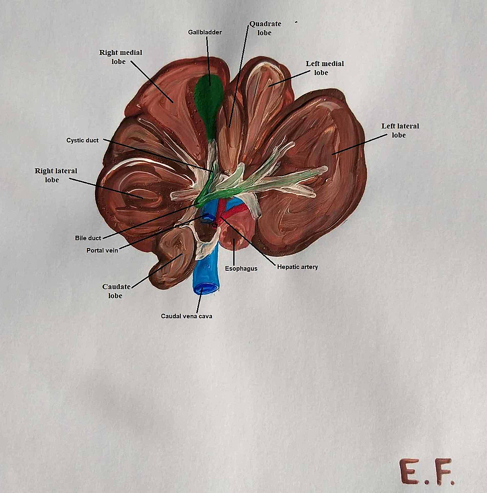 Cureus Comparative Anatomical Study Between the Human and Swine Liver