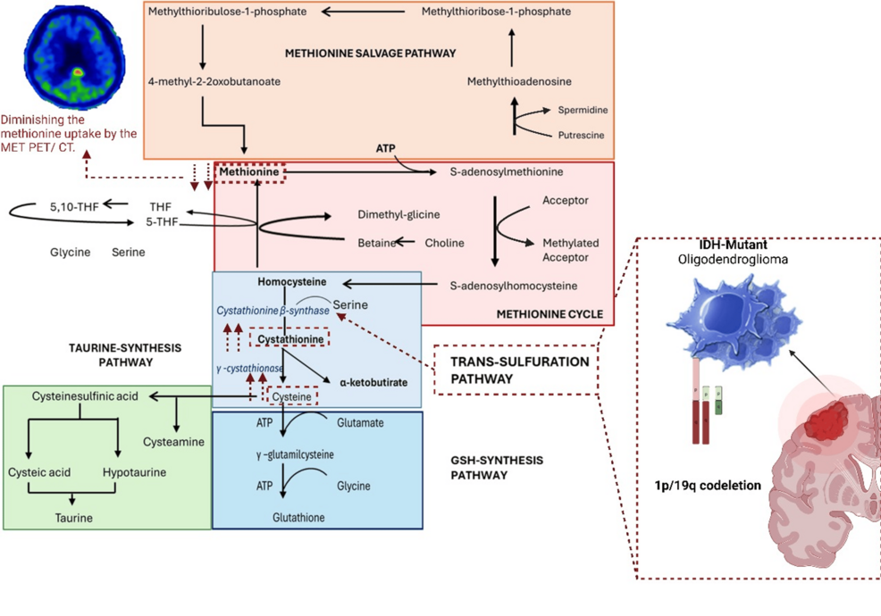 glutathione long covid reddit Metallic Nanoparticles and Cosmetics: The Role of Mitochondria and Premature Aging - MontesinosCruz - 2025 - WIREs Nanomedicine and Nanobiotechnology Role of glutathione reduction in