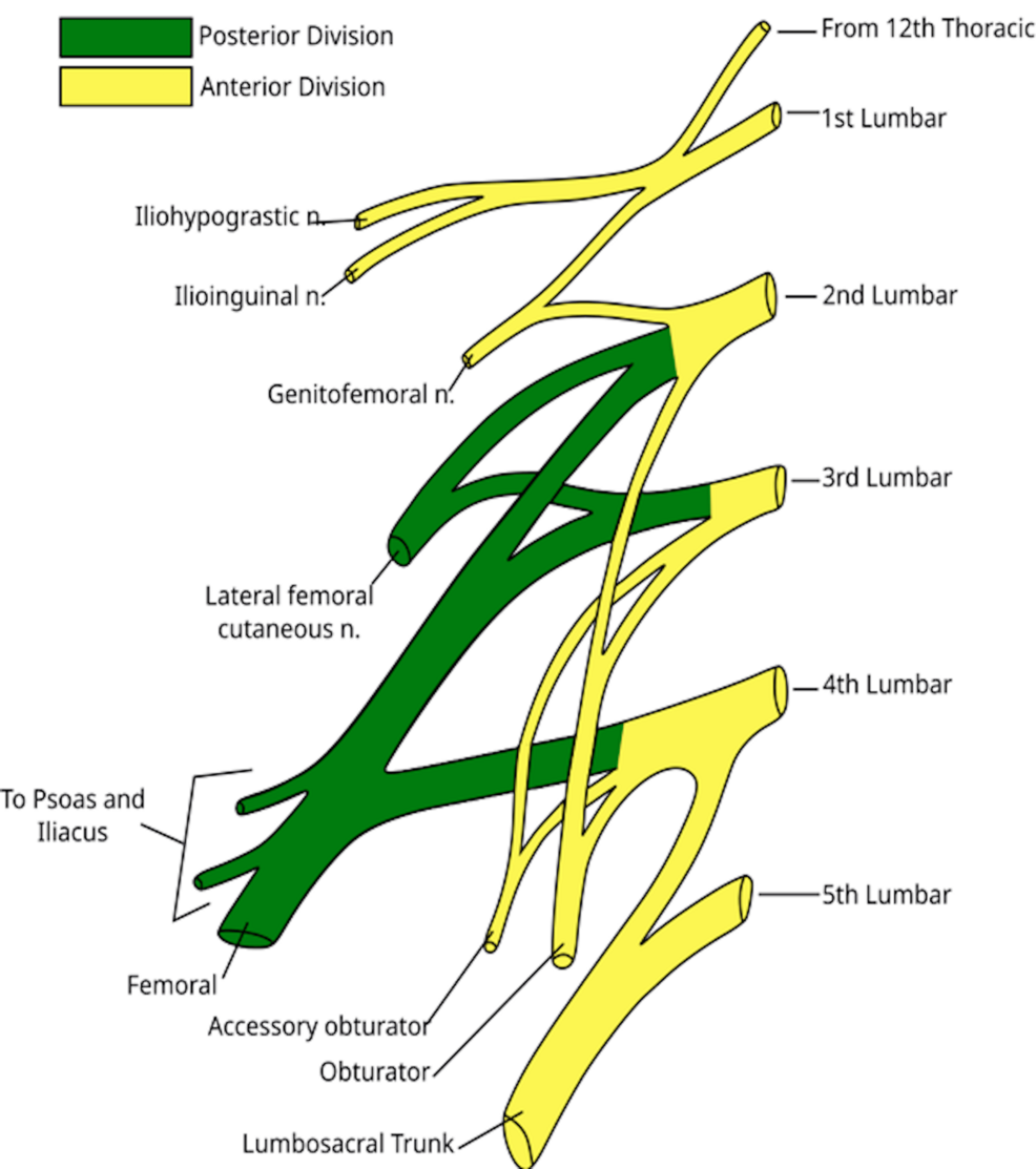 The-lumbar-plexus.-