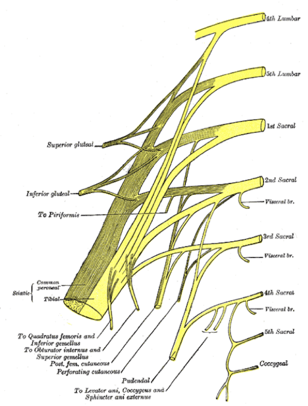 The-sacral-plexus.-