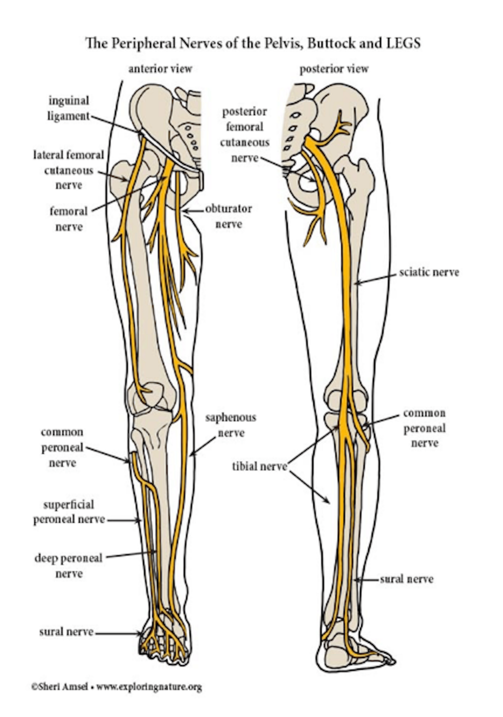 The-peripheral-nerve-network-of-the-right-lower-extremity:-anterior-and-posterior-views.-