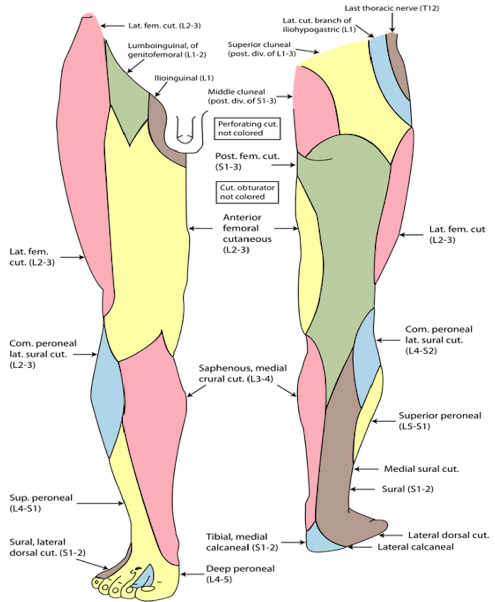 The-cutaneous-innervation-of-the-right-lower-limb:-anterior-and-posterior-views.-