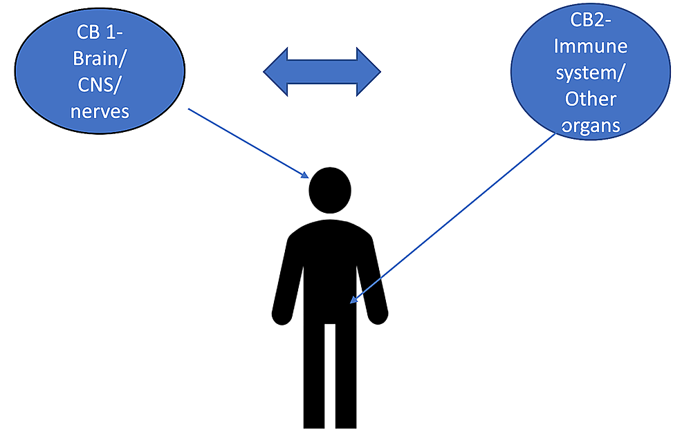 CB1-versus-CB2-receptors