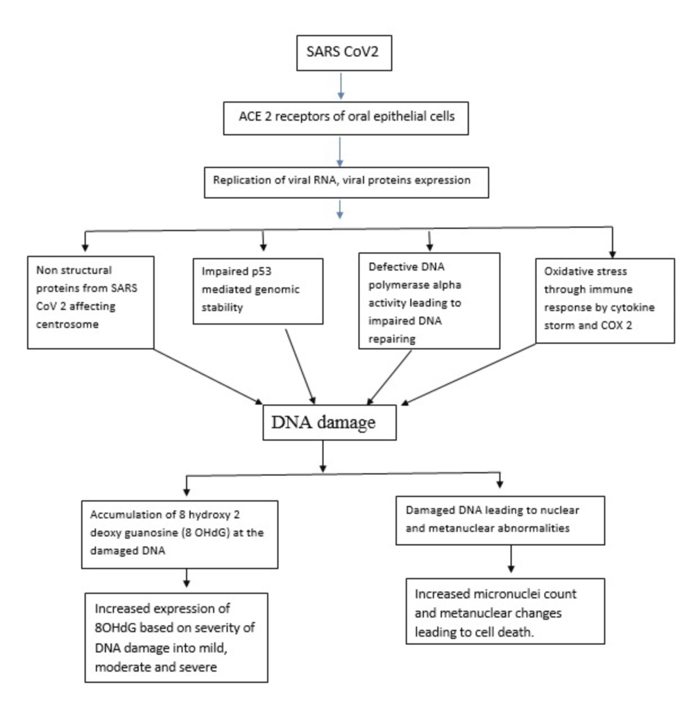 Possible-mechanism-of-DNA-damage-in-SARS-CoV-2-infected-buccal-cells-from-this-study-findings Possible-mechanism-of-DNA-damage-in-SARS-CoV-2-infected-buccal-cells-from-this-study-findings