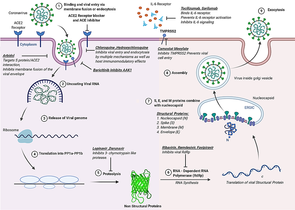 Cureus | Therapeutic Options for COVID-19: A Review