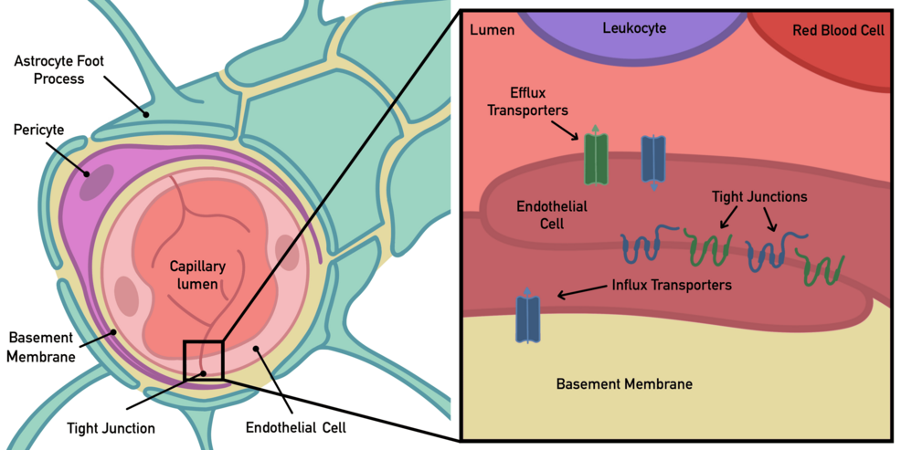 glutathione opens blood brain barrier Crossing the blood-brain barrier: Glutathione-conjugated poly(ethylene imine) for gene delivery BloodBrain Barrier Dynamics to Maintain