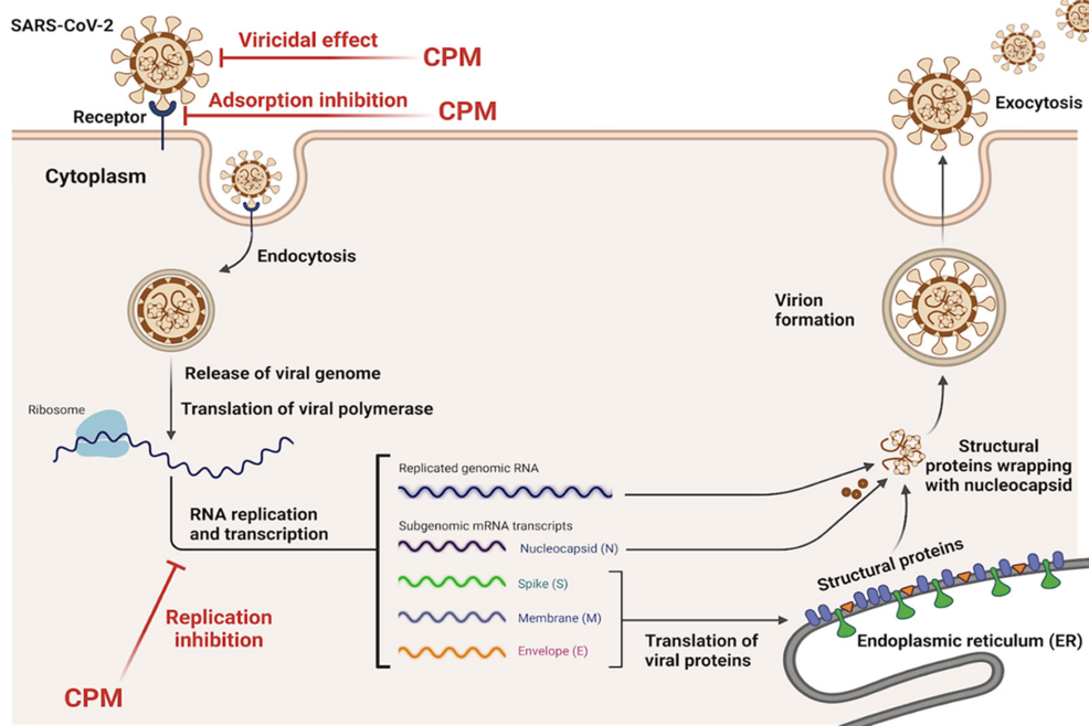 Model-for-SARS-CoV-2-antiviral-mechanisms-mediated-by-Chlorpheniramine-Maleate