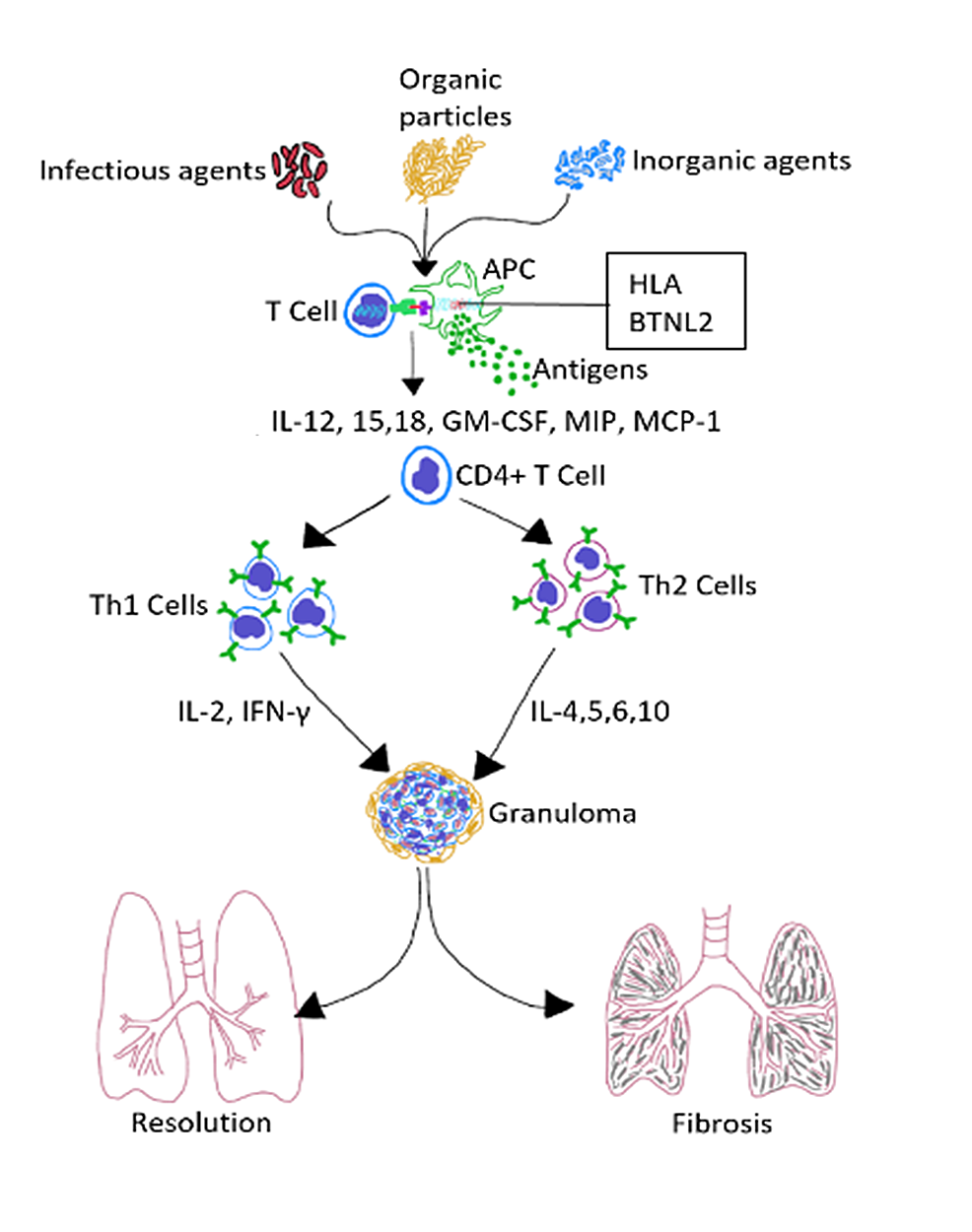 Cureus | The Role of Propionibacterium acnes in the Pathogenesis of ...