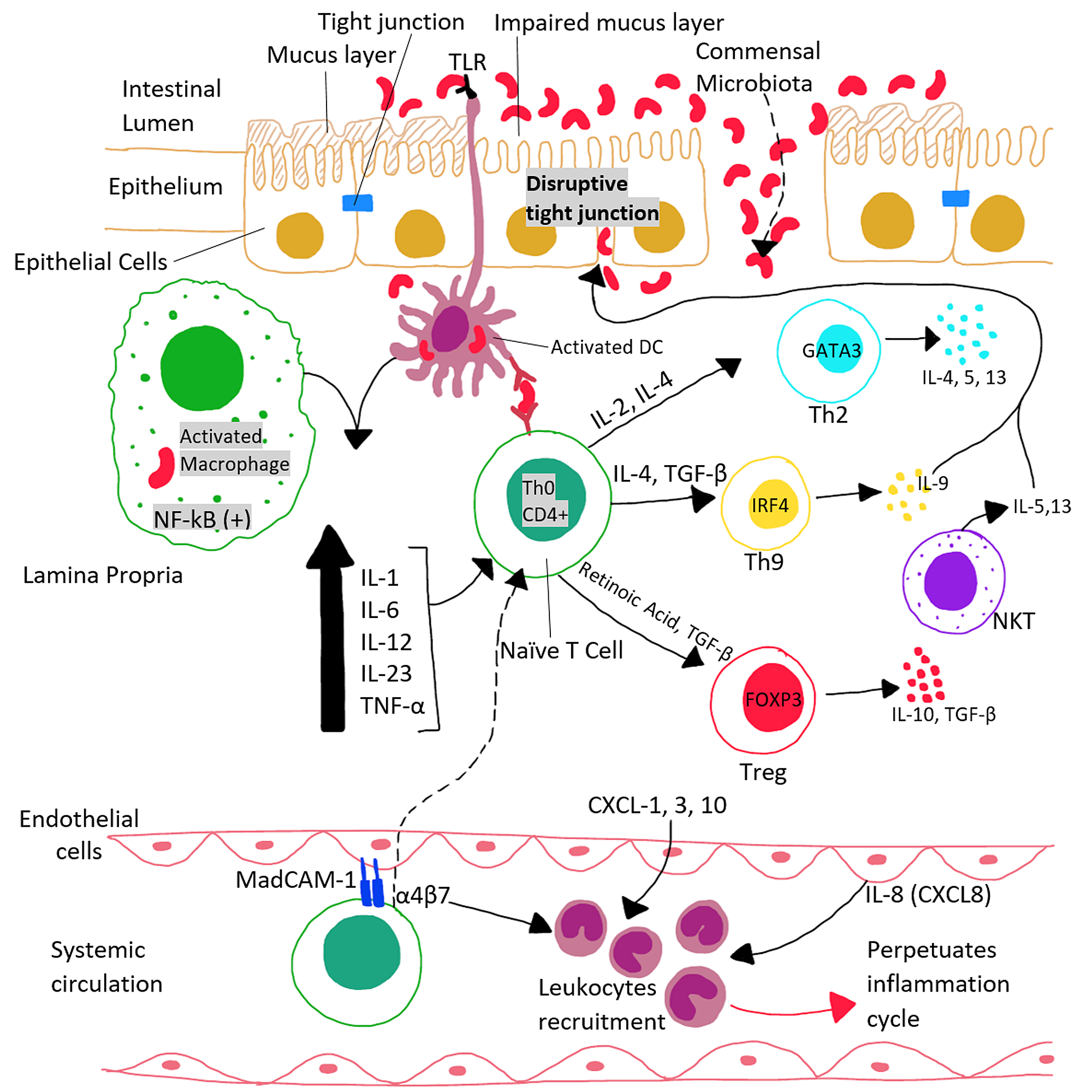 Cureus | The Role Of Propionibacterium Acnes In The Pathogenesis Of ...