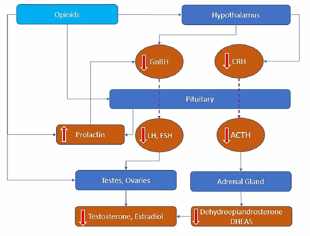 Cureus Long term Opioids Linked to Hypogonadism and the Role of