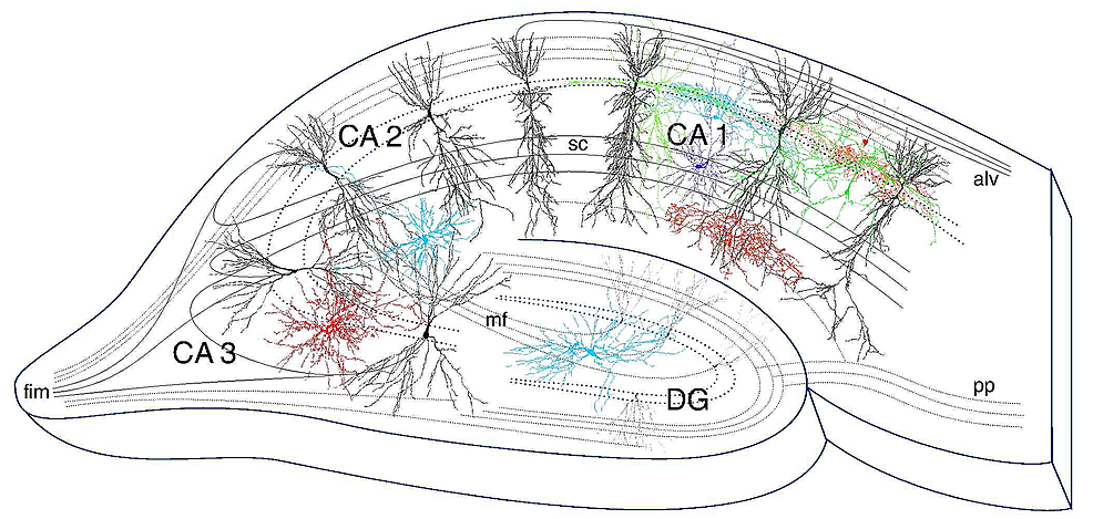Alteration Of Interneuron Immunoreactivity And Autophagic Activity In Alteration Of Interneuron Immunoreactivity And Autophagic Activity In