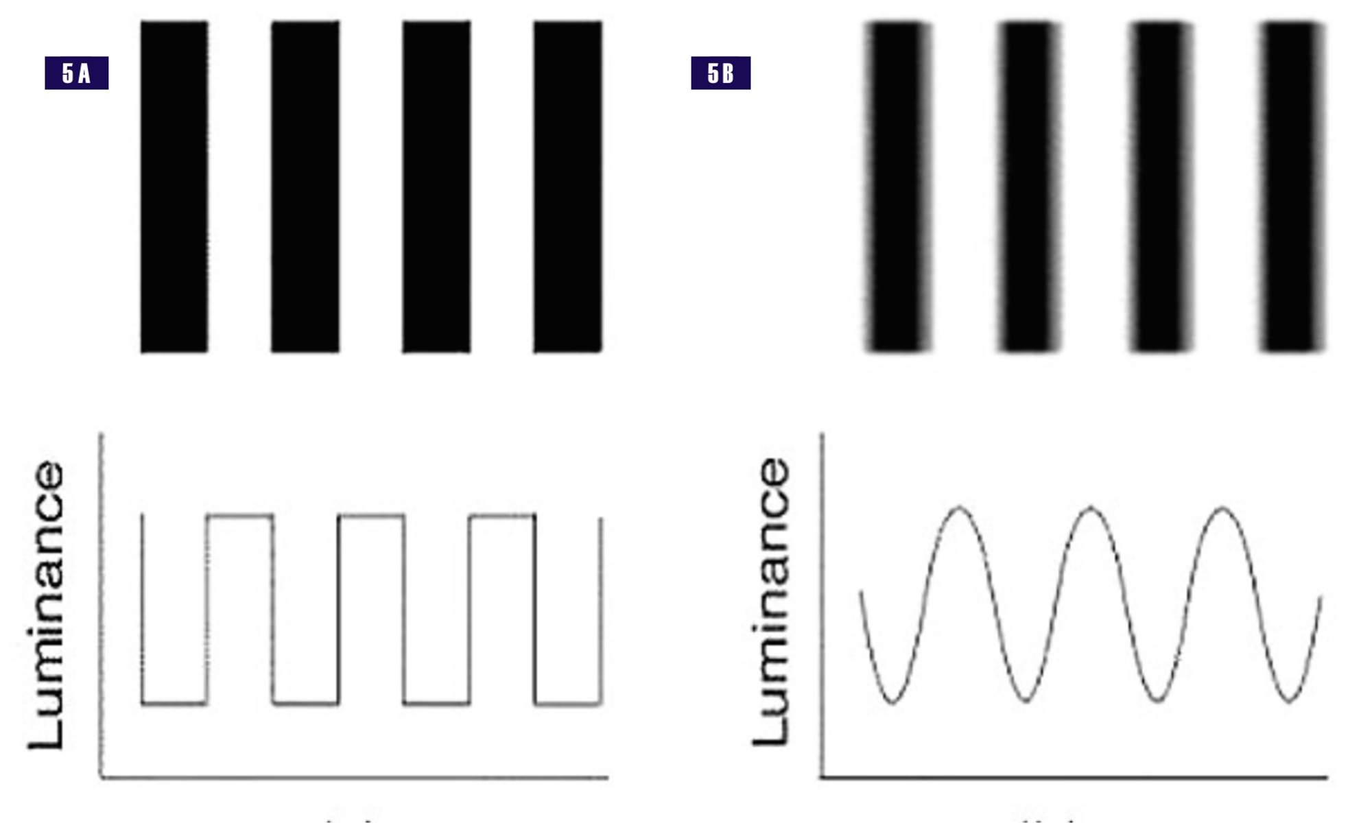 Cureus The Biophysics of Visual Edge Detection A Review of Basic