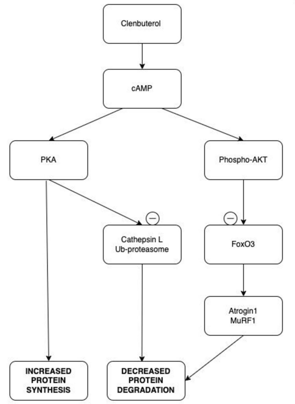 Clenbuterol Abuse in Bodybuilding and Athletics: Unsupervised Use,  Psychological Motivations, and Health Consequences