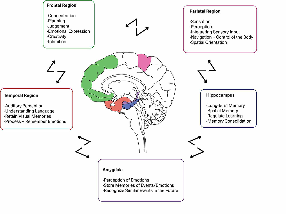 Cureus, Neuroplasticity Improves Bipolar Disorder: A Review