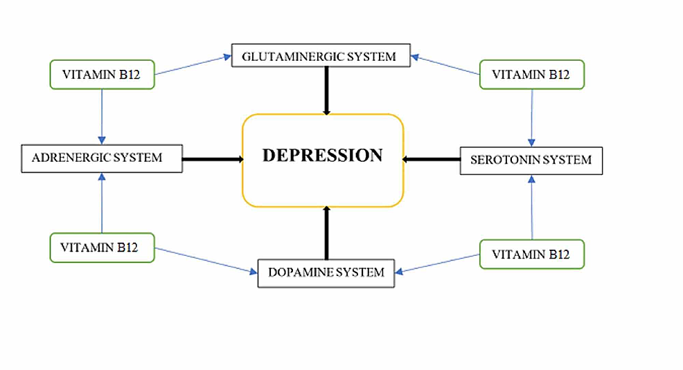 Neurochemical-Pathways-Affected-by-Vitamin-B12-Levels