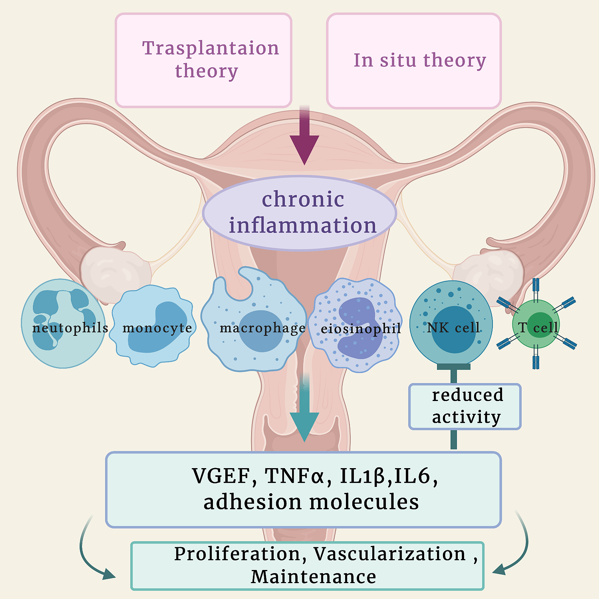Cureus Inflammation to Infertility Panoramic View on Endometriosis