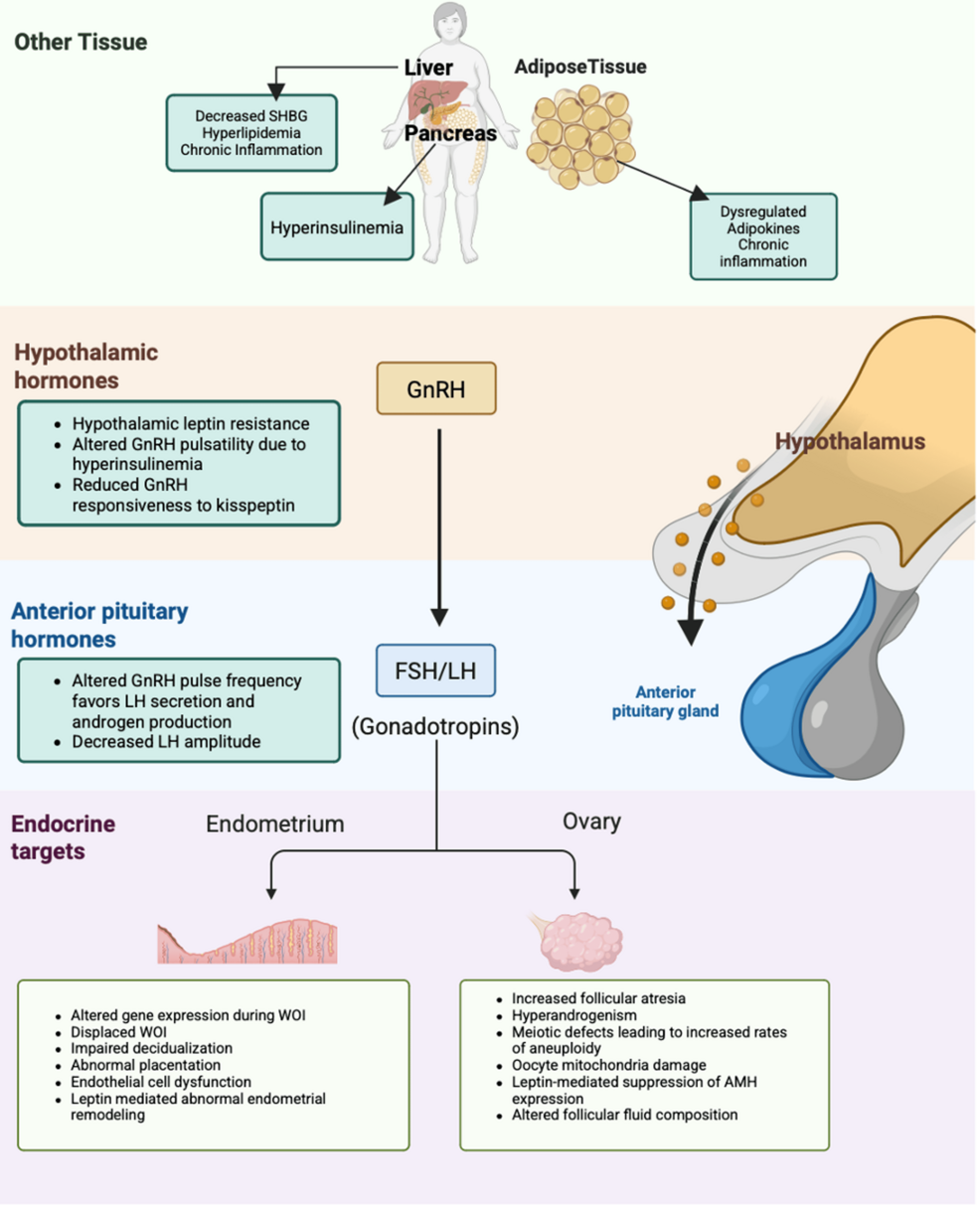 semaglutide and cortisol Struggling to lose weight — even on GLPs like Ozempic, Mounjaro,  semaglutide, or tirzepatide?,  It might be your cortisol., High (or flat)  cortisol from your adrenal glands can completely block weight