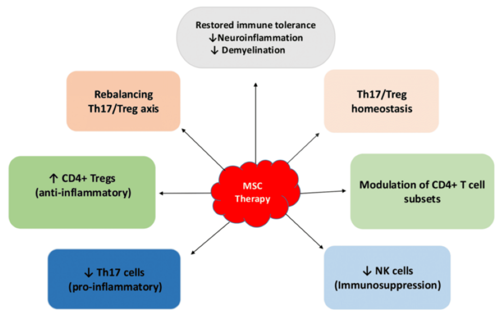 Immunomodulatory-mechanism-of-mesenchymal-stem-cell-therapy.