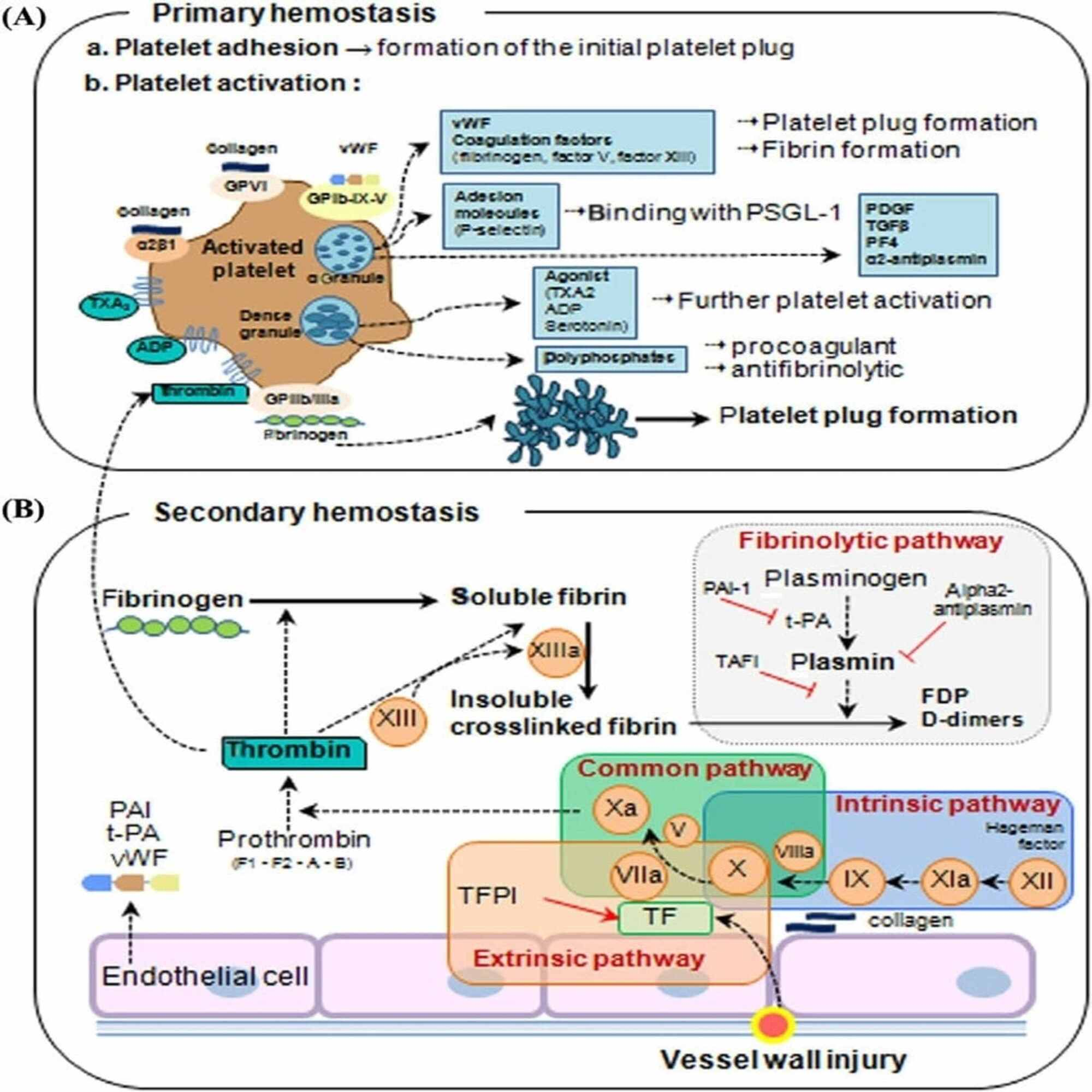 Cureus A Comprehensive Review Of Congenital Platelet Disorders Thrombocytopenias And Thrombocytopathies