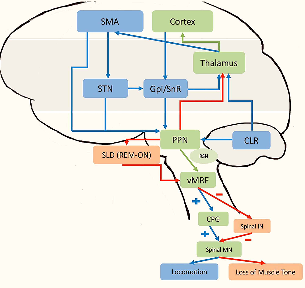 Functional Neuroanatomy for Posture and Gait Control