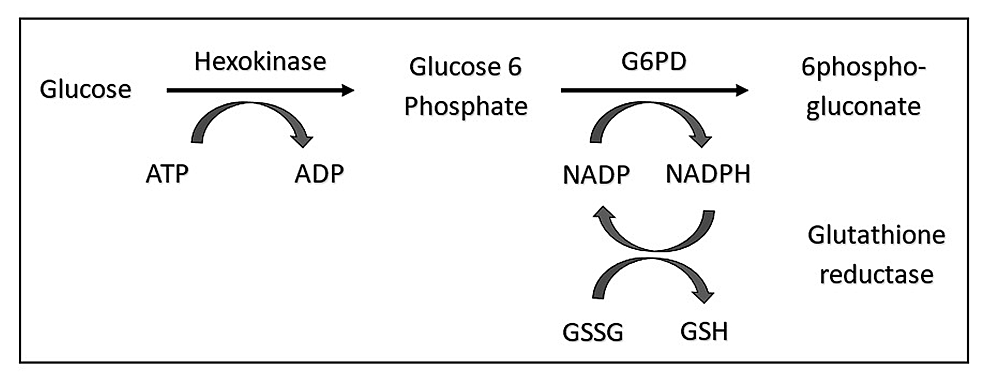The-glucose-6-phosphate-dehydrogenase-(G6PD)-enzyme-is-the-main-regulator-in-the-pentose-phosphate-pathway-to-maintain-NADPH-production-which-helps-protect-the-red-blood-cells-against-oxidative-damage
