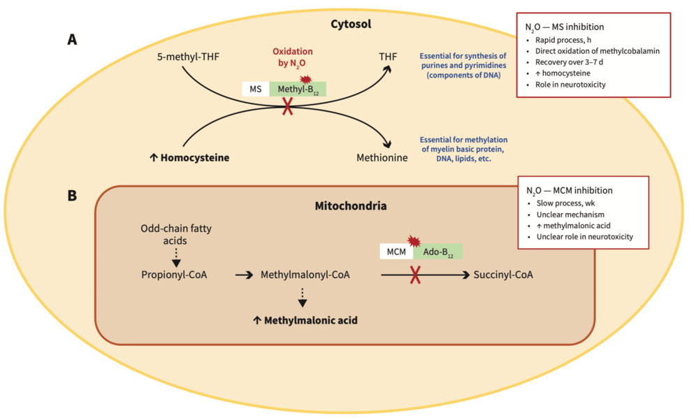Interaction-between-nitrous-oxide-and-vitamin-B12-metabolic-functions. Interaction-between-nitrous-oxide-and-vitamin-B12-metabolic-functions.