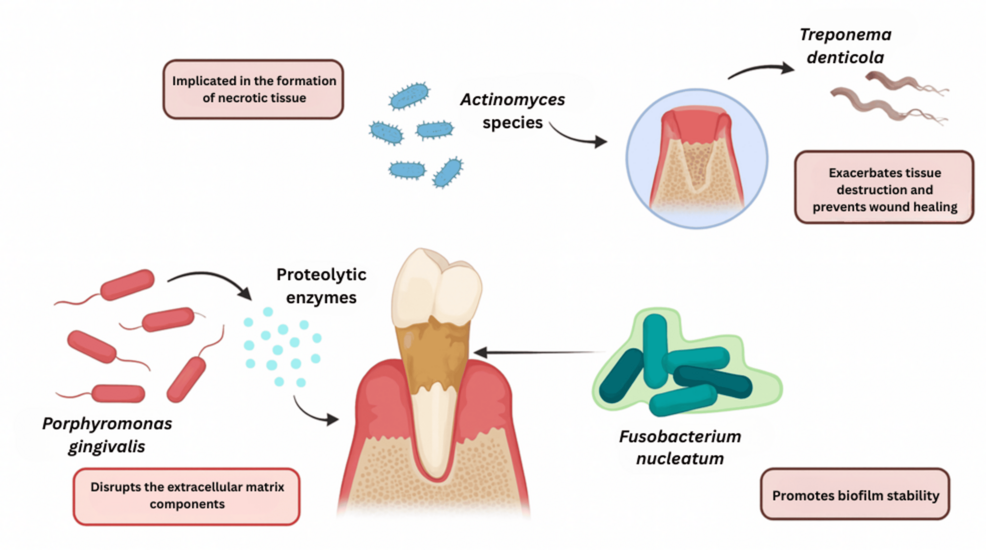 Potential Role of Oral Microbiota in Medication-Related