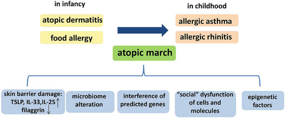 Atopic dermatitis and food allergy occur in infancy and lead to allergic asthma and allergic rhinitis in childhood through a