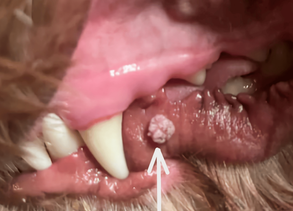 Treatment of a Canine Oral Papilloma With Topical Molecular Iodine: A Case  Report With Implications for Antiviral Therapy in Humans | Cureus