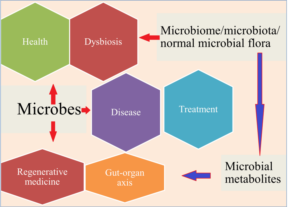 The Role Played by Imidazole Propionic Acid in Modulating Gut-Heart Axis  and the Development of Atherosclerosis: An Explorative Review | Cureus