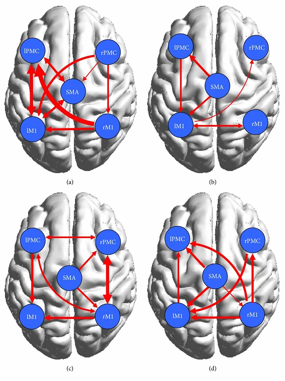 (a)-and-(b)-display-significant-effective-connectivity-within-the-cortical-motor-network-in-the-healthy-controls-during-ME-(a)-and-MI-(b).-(c)-and-(d)-display-significant-effective-connectivity-within-the-cortical-motor-network-in-the-patients-during-ME-(c)-and-MI-(d).