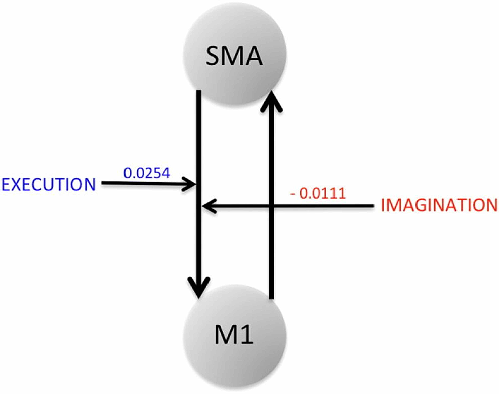 SMA-to-M1-connection-is-positively-modulated-during-ME-whereas-the-same-connection-is-negatively-modulated-during-MI.