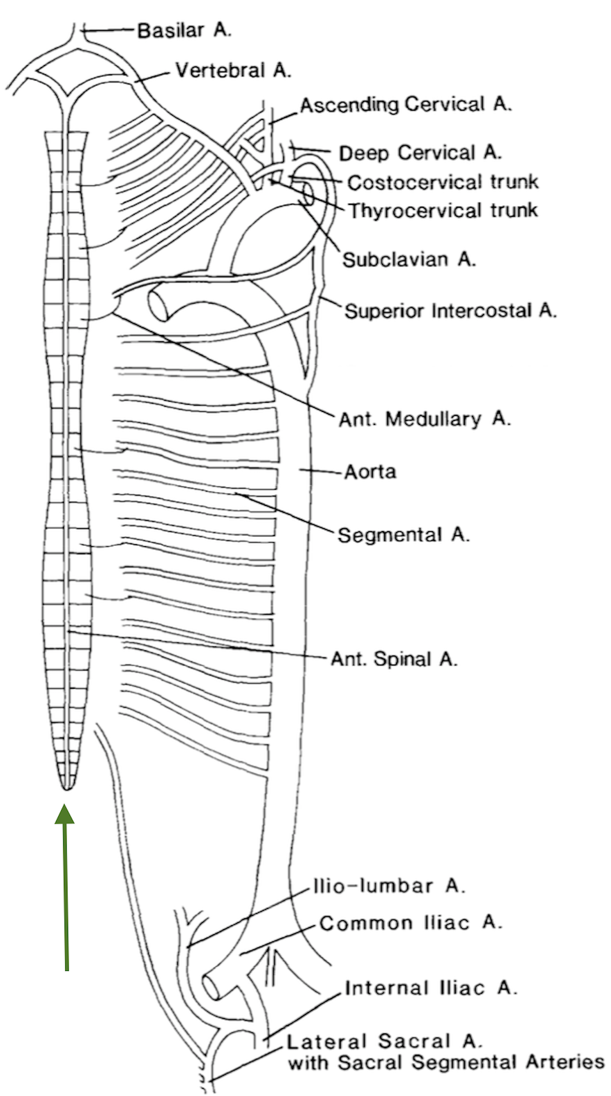 Cureus | Difficulty Standing on the Tiptoes? Think of an Epiconus ...