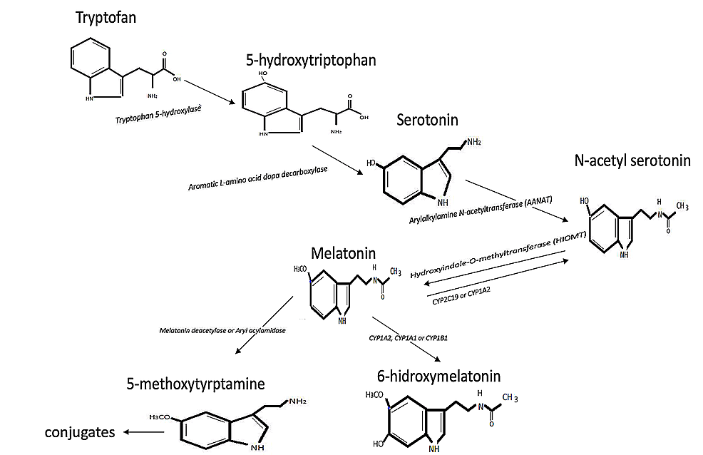 Melatonin-metabolism.