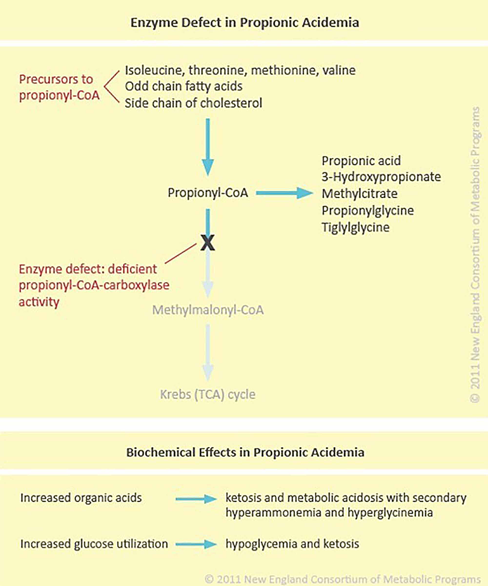 The-enzyme-defect-in-propionic-acidemia-and-its-effects.
