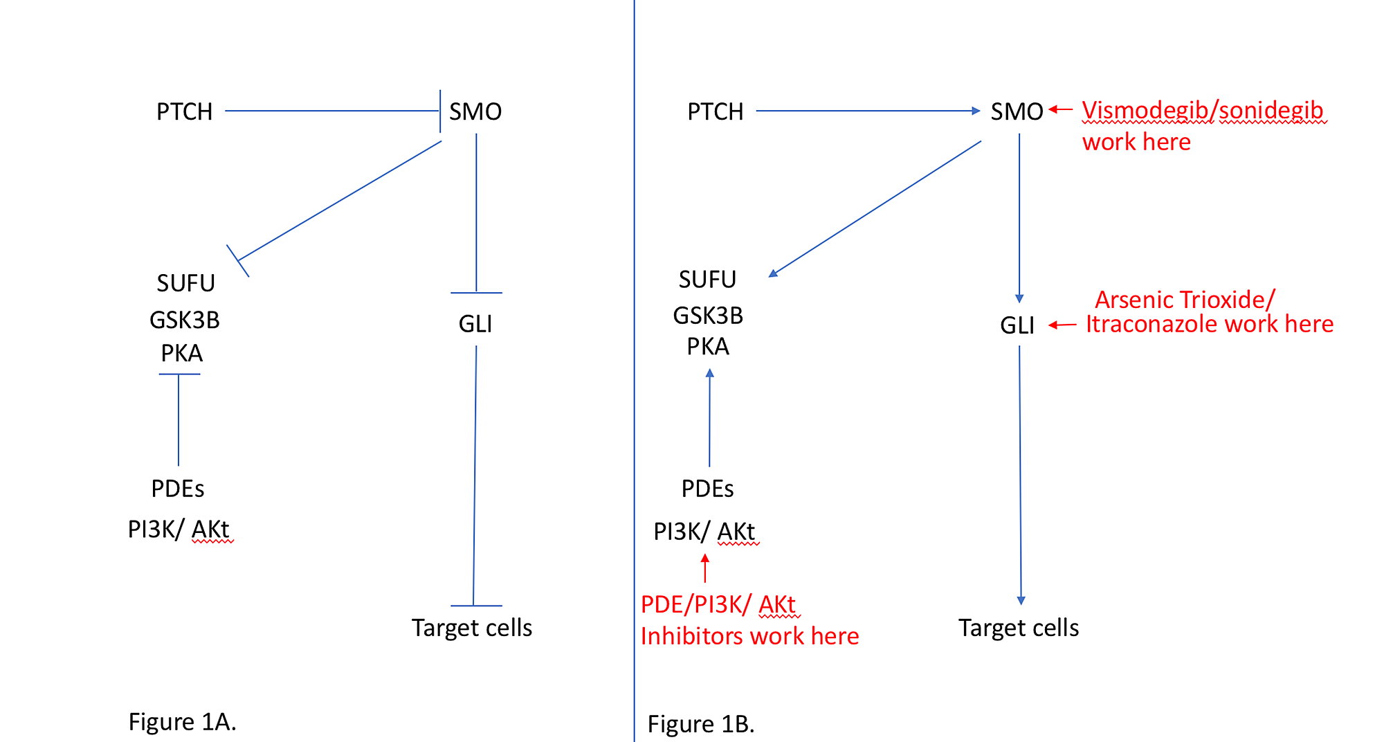 Cureus Hedgehog Pathway Inhibitors Clinical Implications and