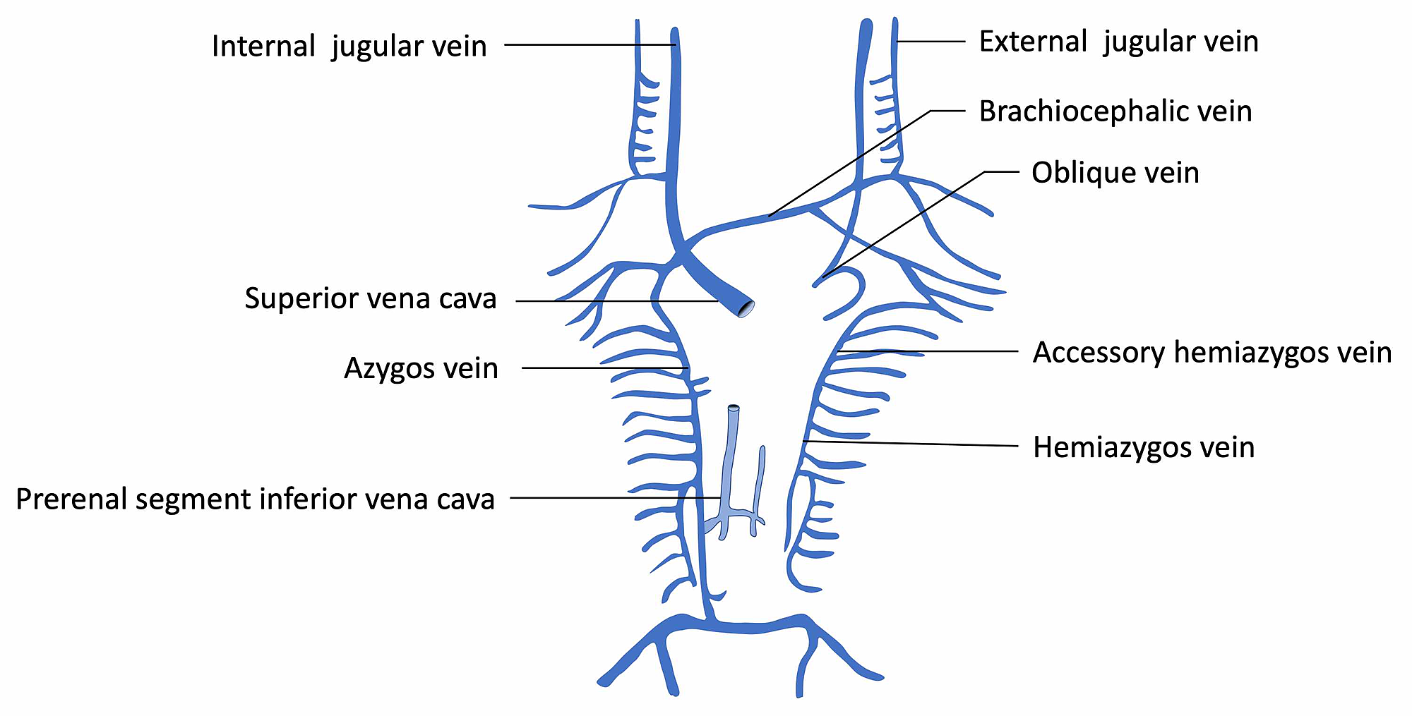 azygos vein