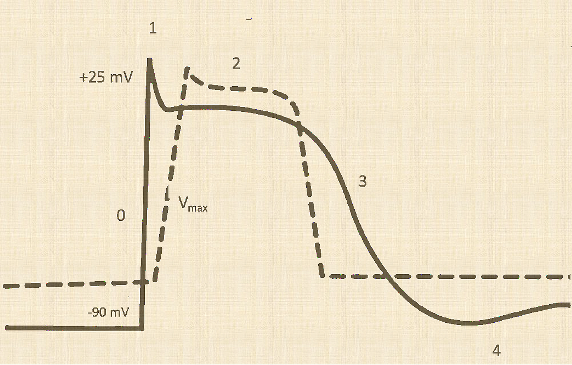 ventricular action potential