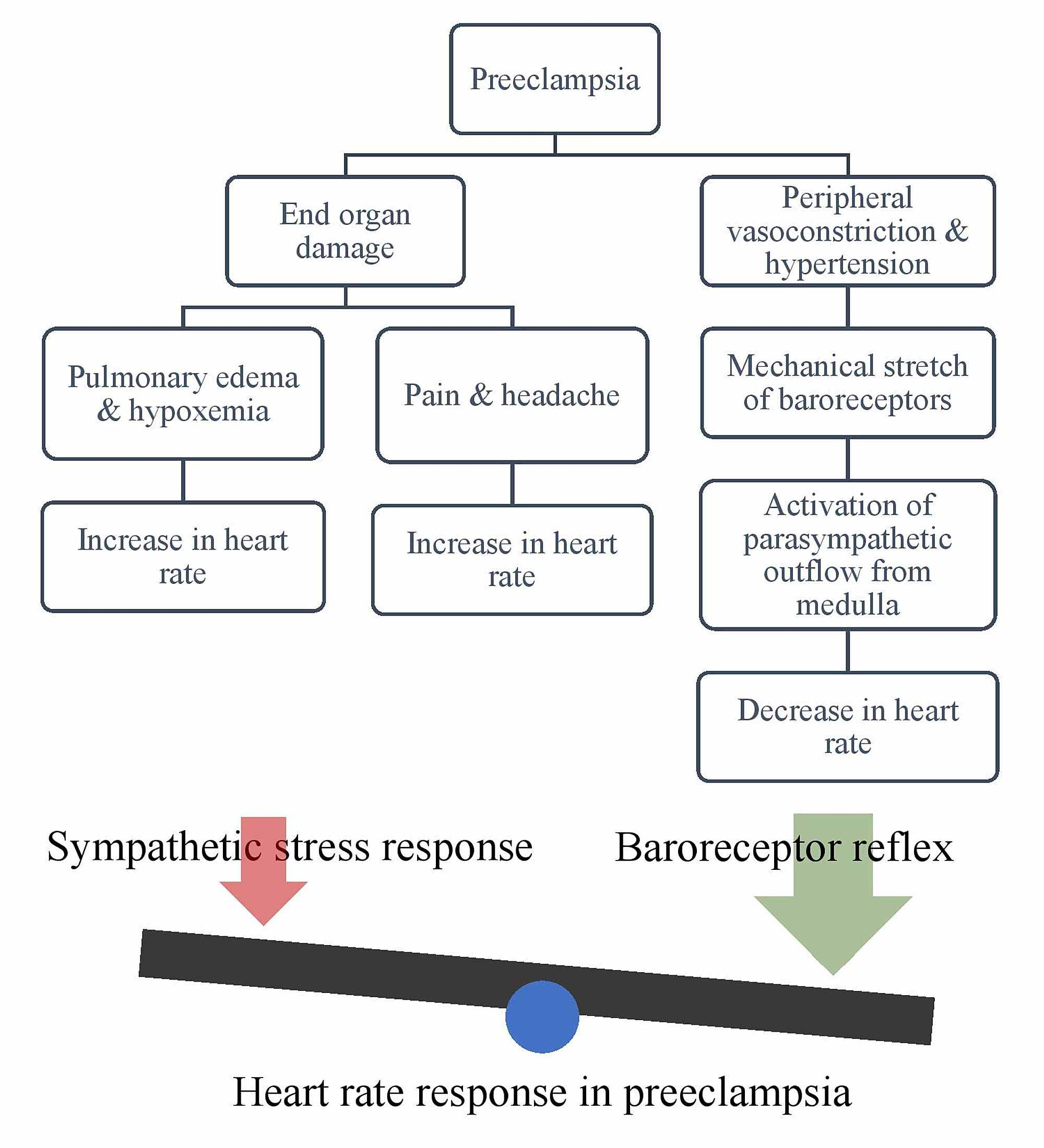 Cureus Relative Sinus Bradycardia An Unexpected Finding In Preeclampsia With Acute Pulmonary Edema