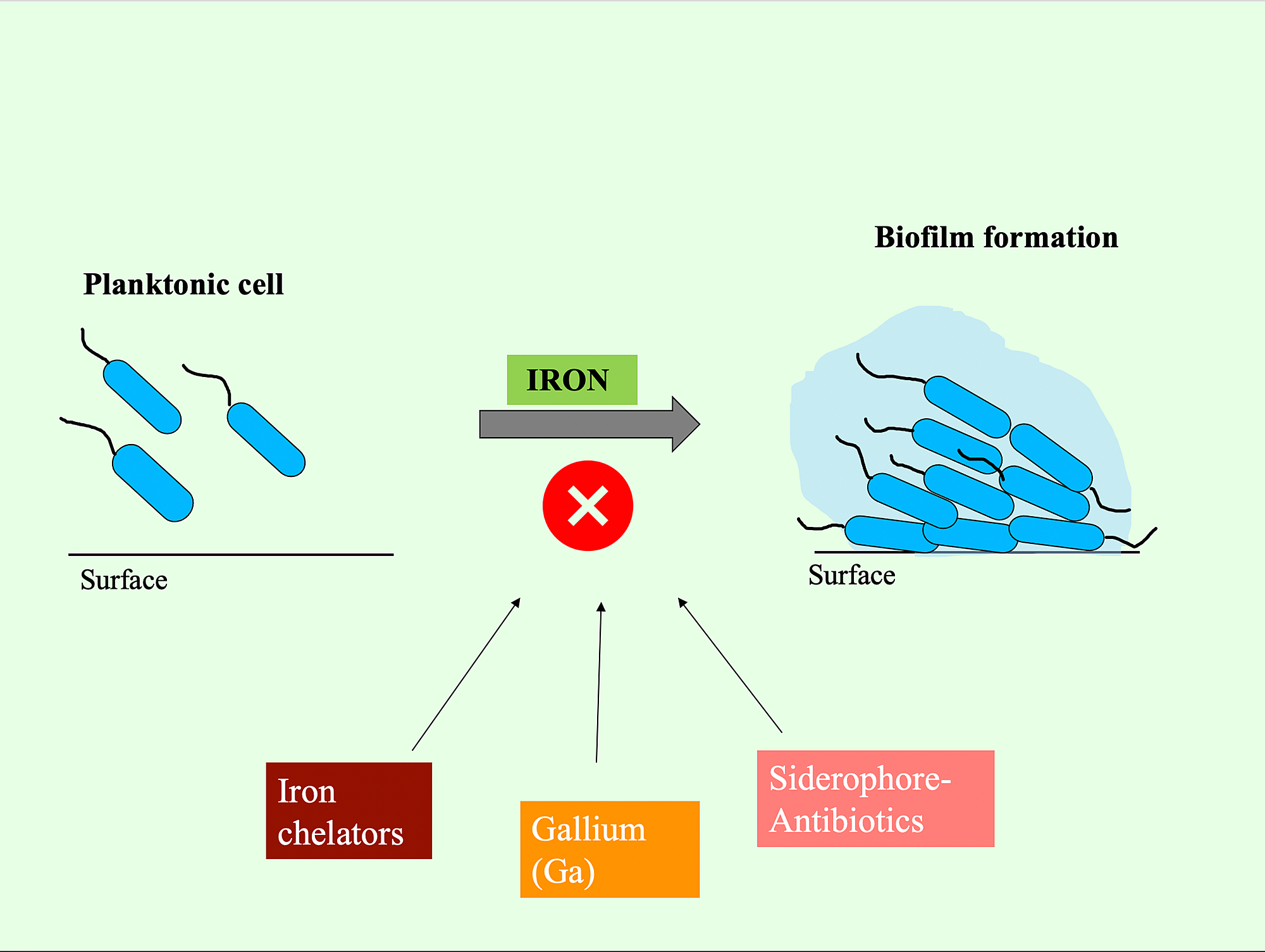 Cureus Can Targeting Iron Help in Combating Chronic Pseudomonas