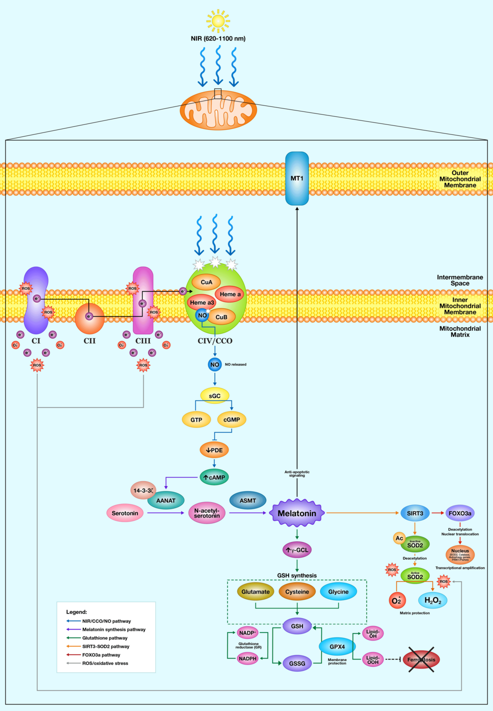 glutathione vs melatonin Compounded Glutathione Injection
