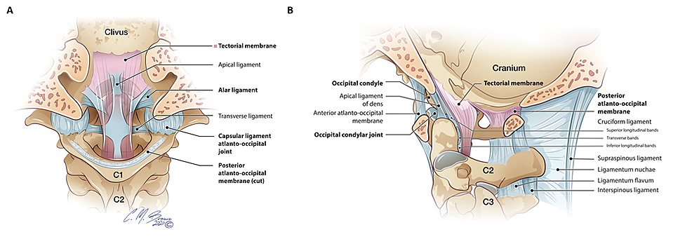 vestibular membrane