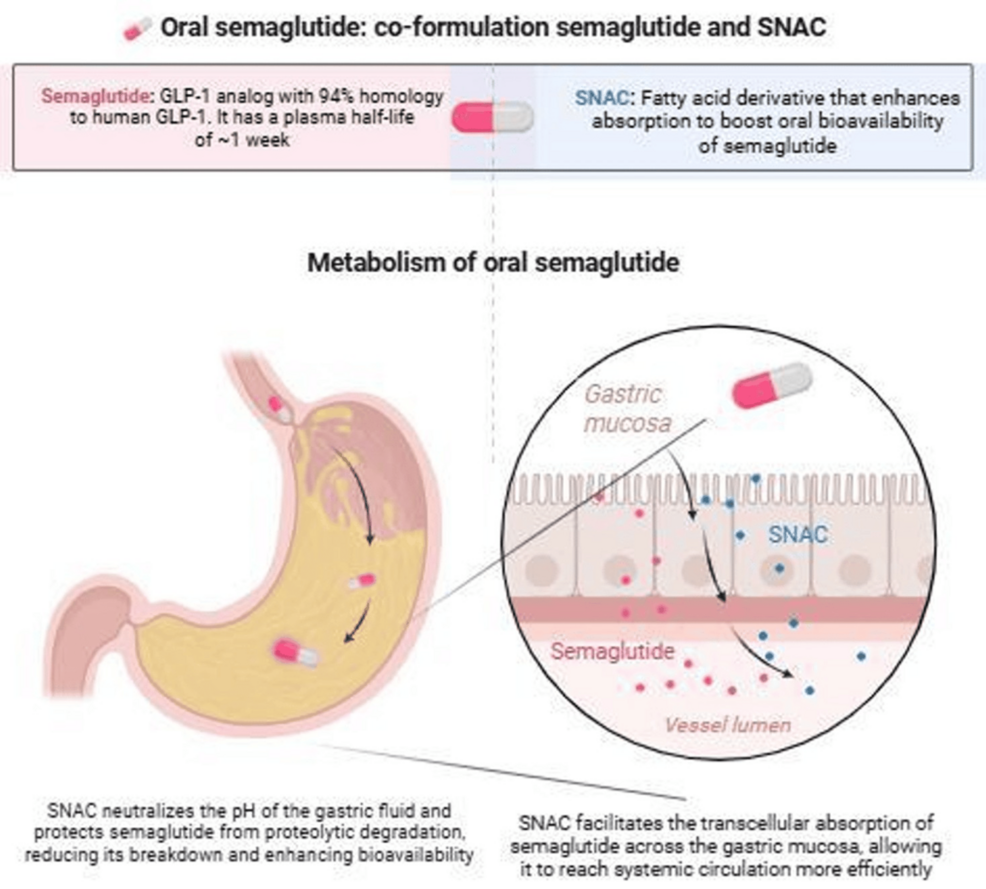 is there oral semaglutide A Review of the Oral Semaglutide in Adults with Overweight or Obesity  (OASIS) Trials Evaluating Oral Semaglutide (Wegovy) for Chronic Weight  Management in Adults With Overweight or Obesity