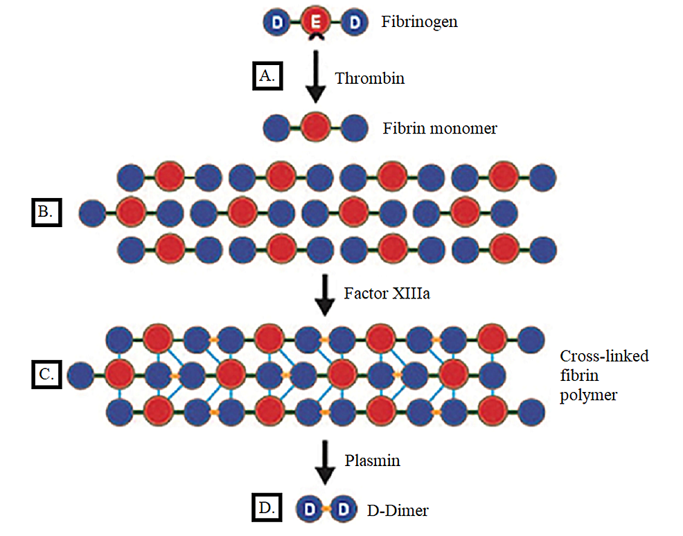 D-Dimer: A Potential Solution To Problems Of Cancer Screening ...