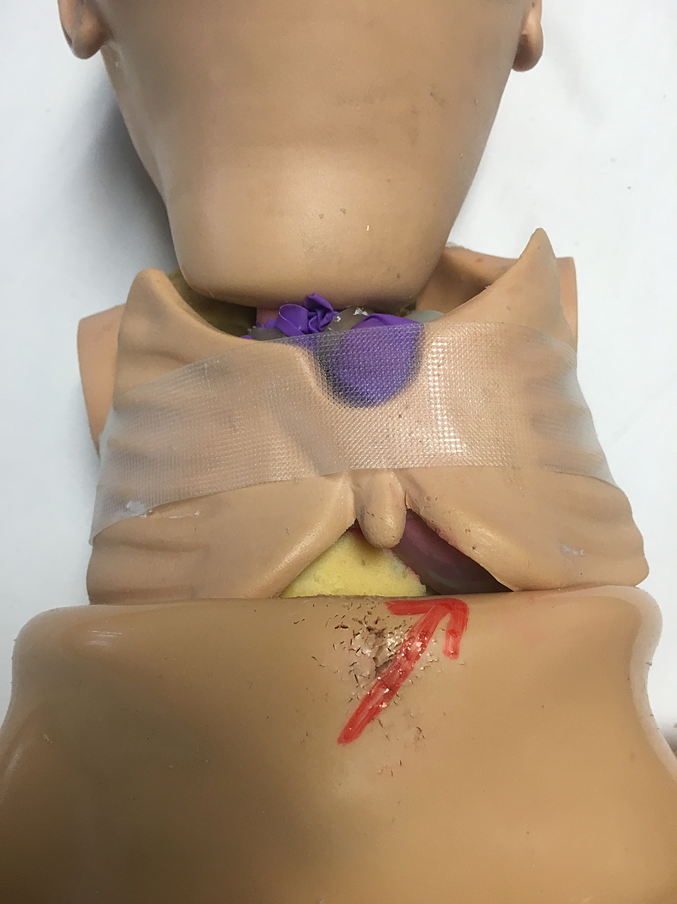 Simulation-manikin-with-plastic-pulled-back-to-reveal-chest-cavity