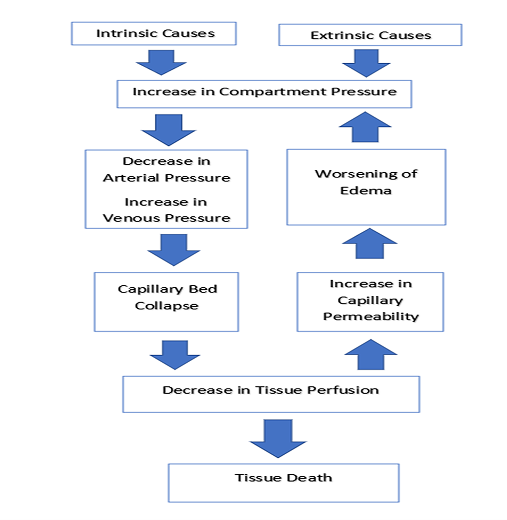 Cureus | An Unusual Case of Compartment Syndrome of the Upper Extremity ...